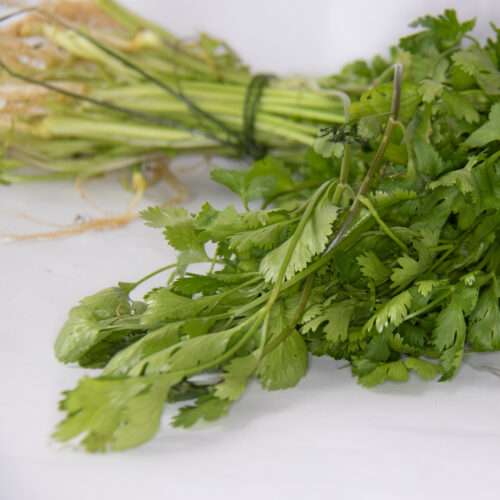 Cilantro