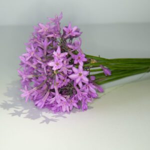 Flor de ajo
