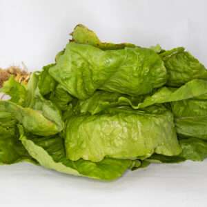 Lechuga