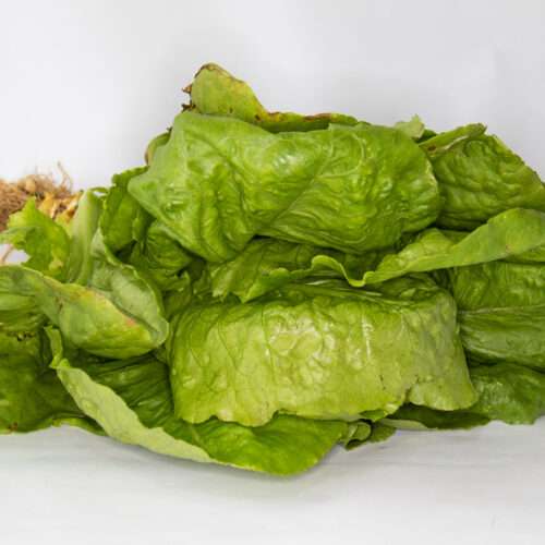 Lechuga