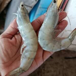 Camarón cristal en cáscara 500g (12-15 pzs)